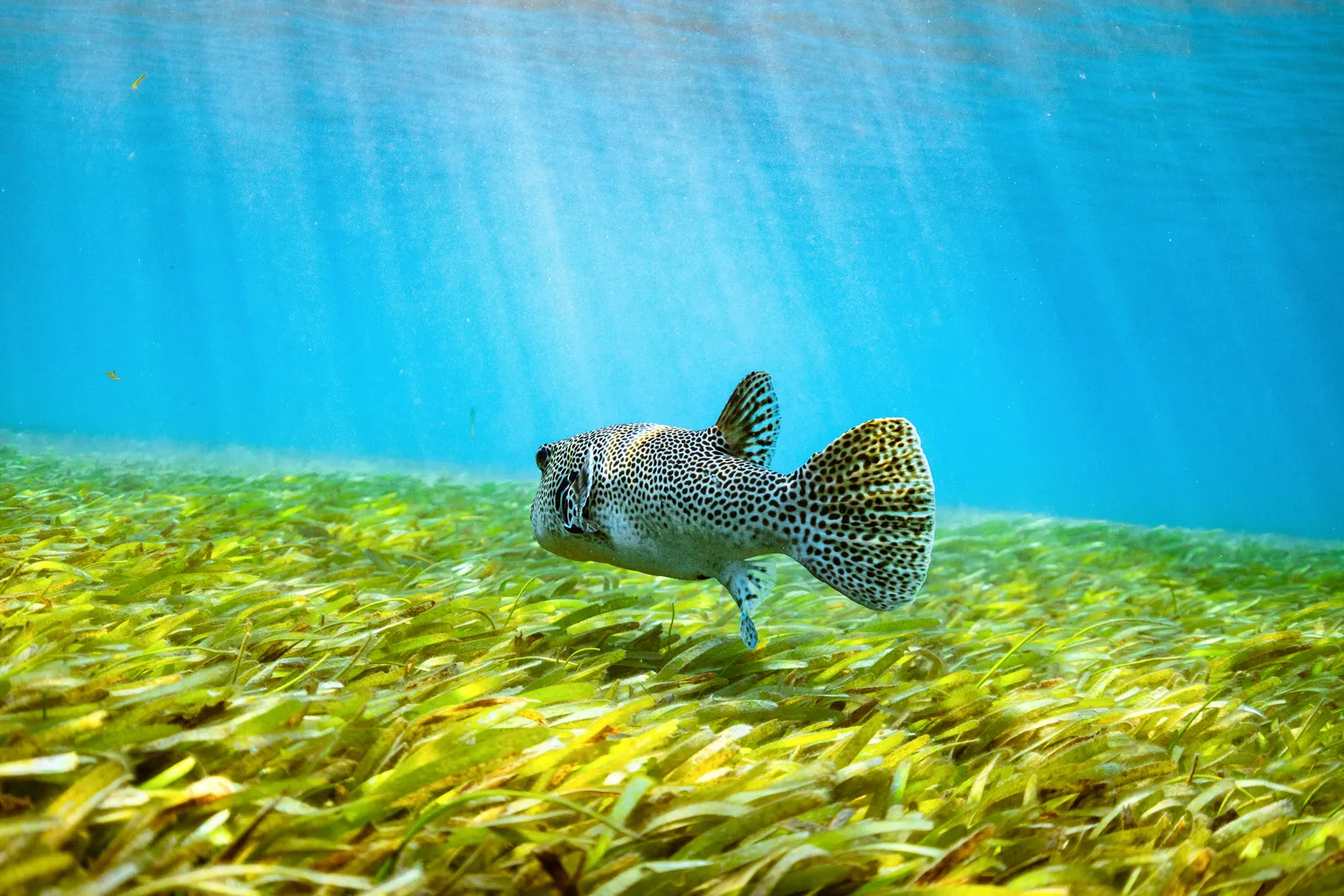 Seagrass Meadows Inhabitants