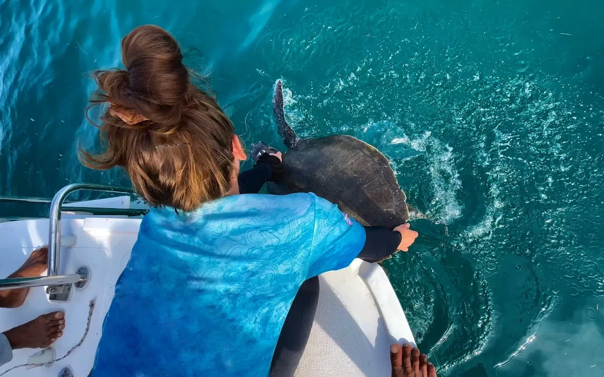 Rehabilitated Sea Turtle Release