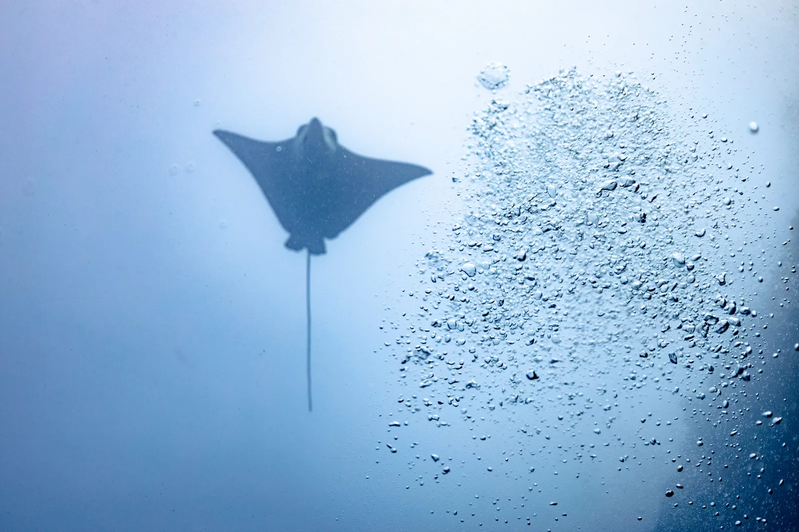 Eagle Ray Above