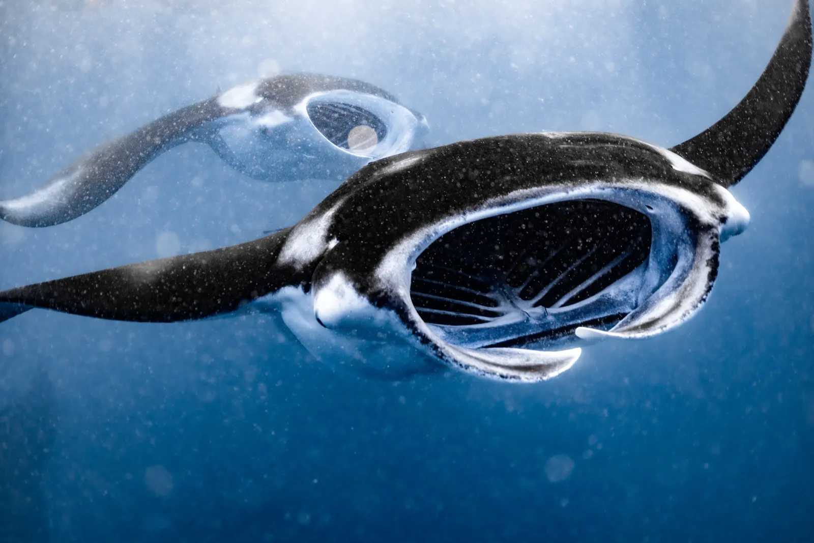 Manta Ray Aggregation at Hanifaru Bay