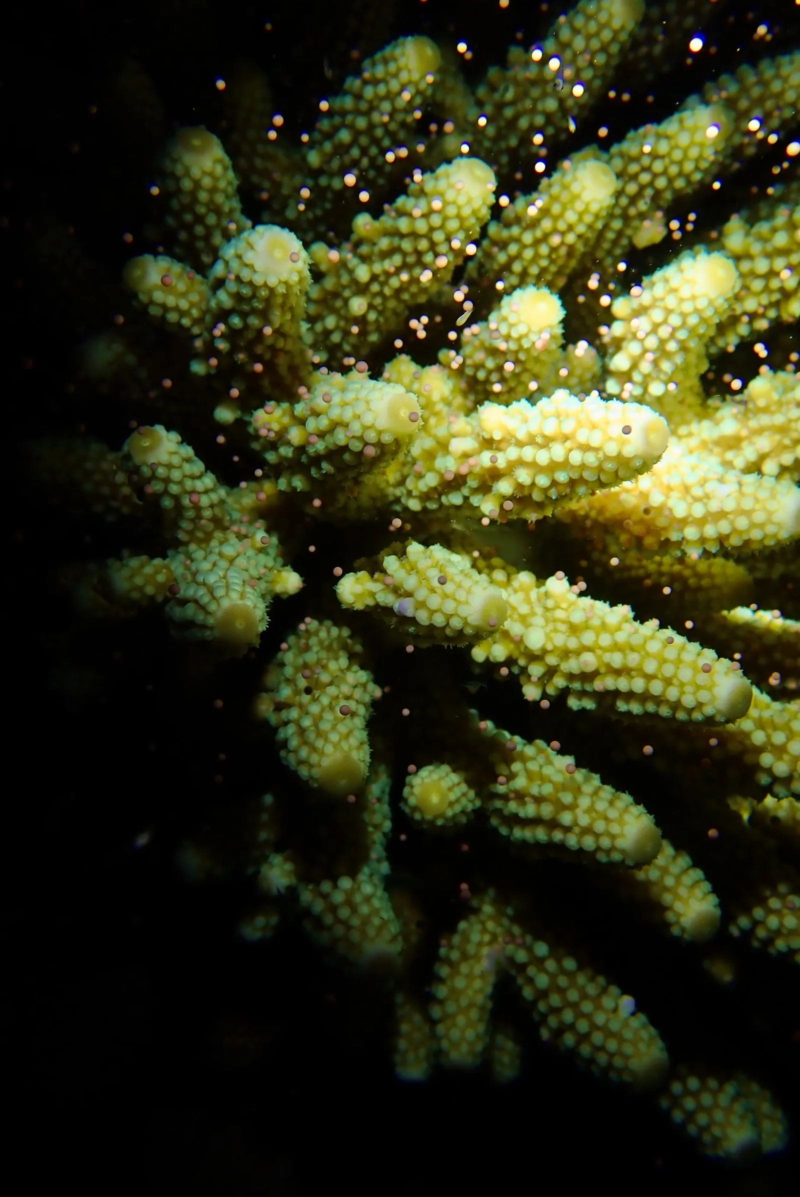 Coral Spawning