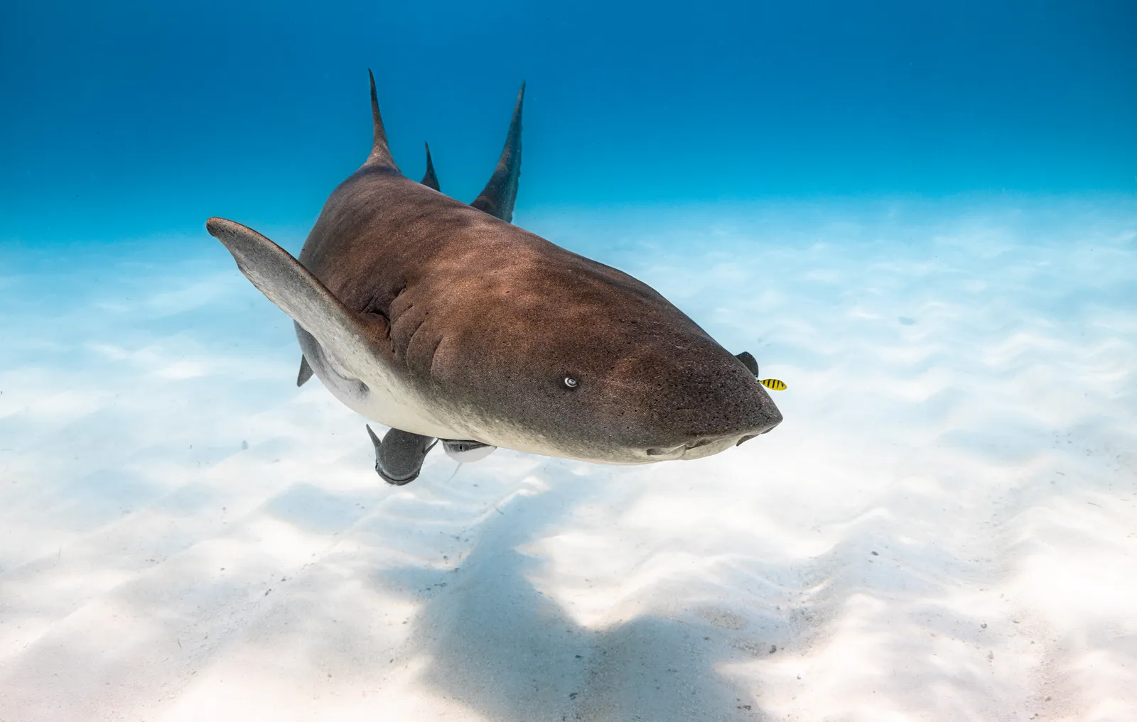 Nurse Shark Encounter