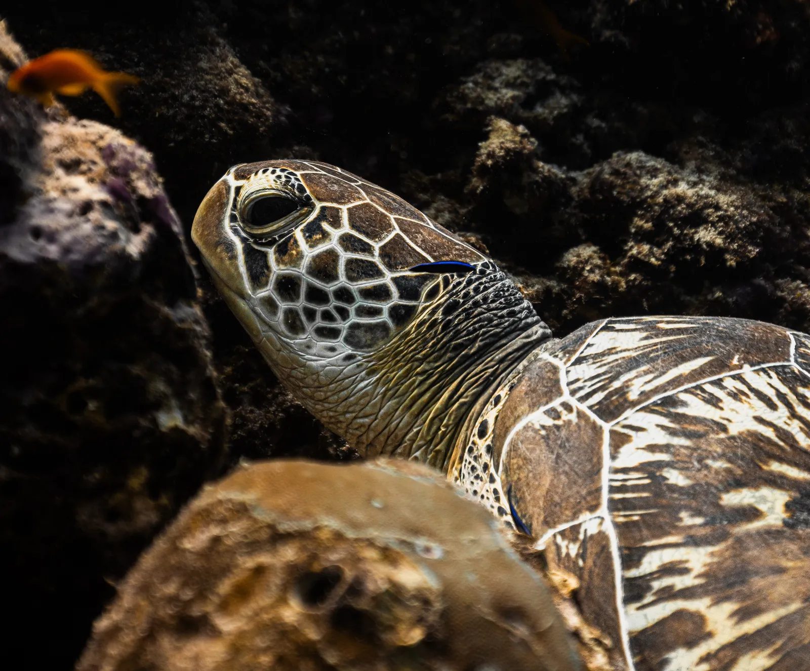 Underwater turtle imagery for media package examples