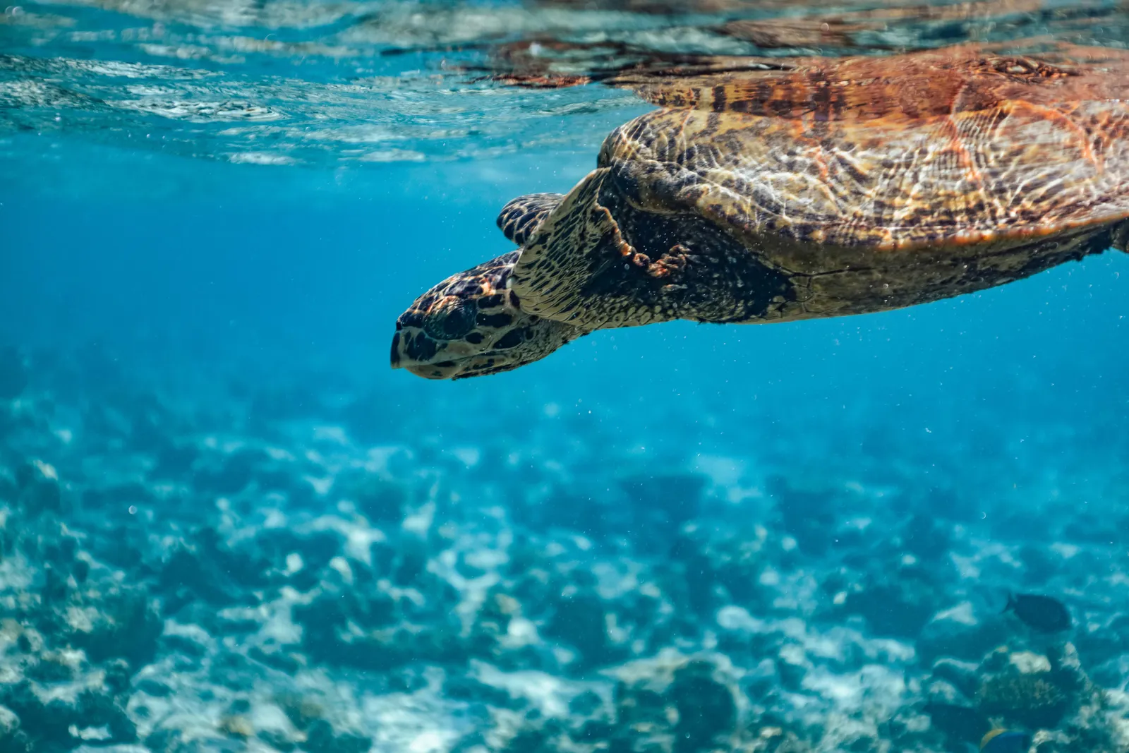 Juvenile Hawksbill Turtle