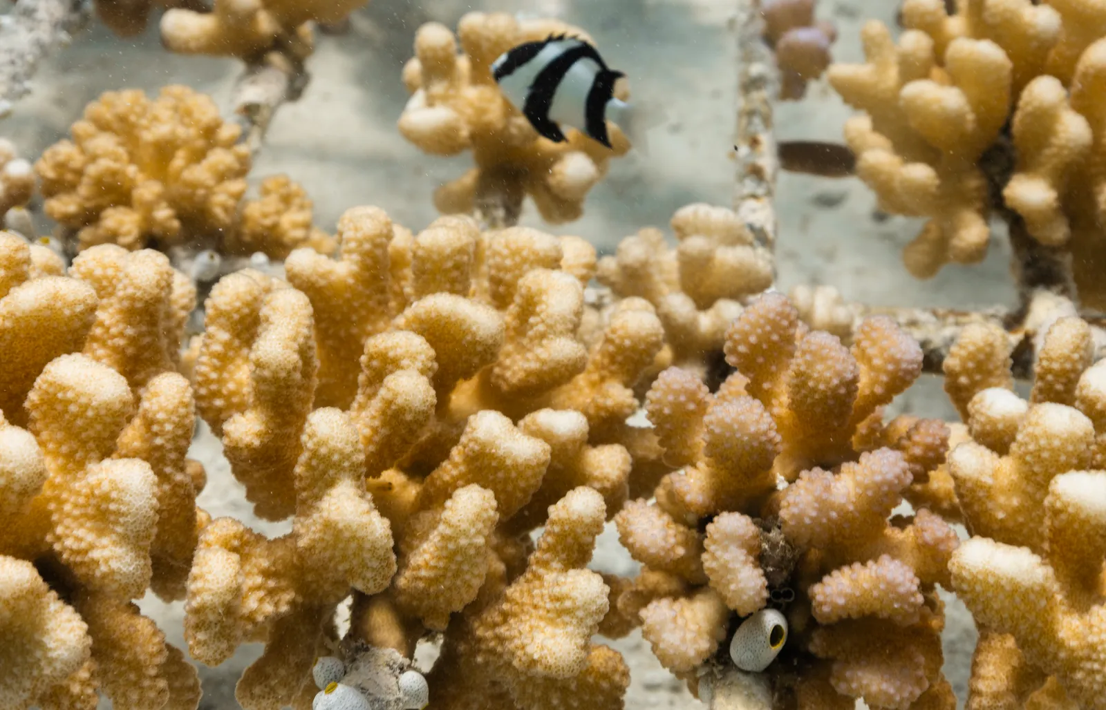 Lagon Bleu – photo 5