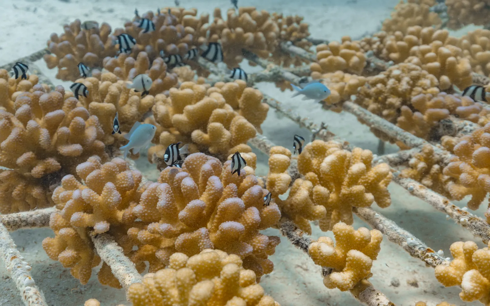 Lagon Bleu – photo 6